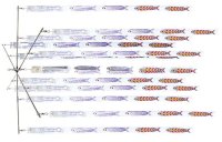 パクラ　ドレッジバー24インチ フラッシュストリップ ティーザー
